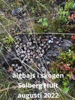 älgbajs i skogen Solberg Hult