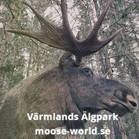 Värmlands Älgpark Ekshärad Mooseworld